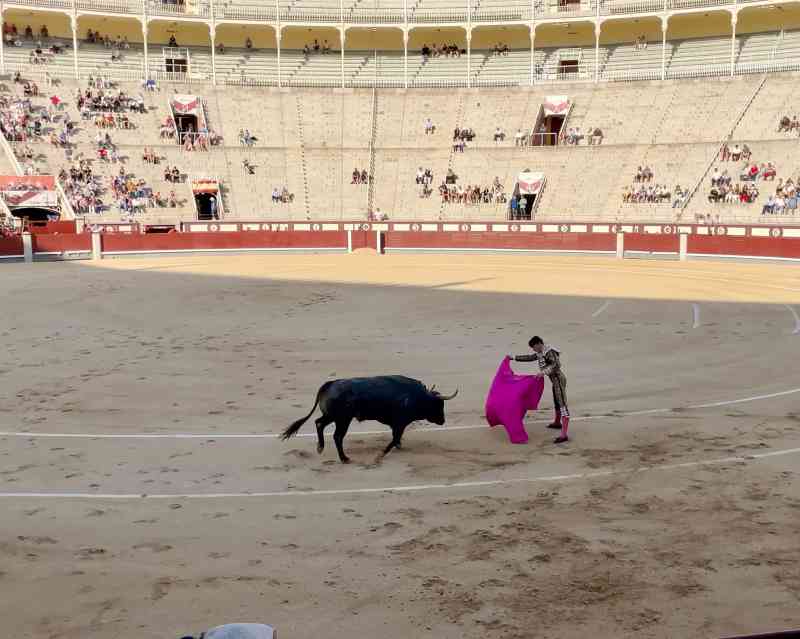 Bull Fighting