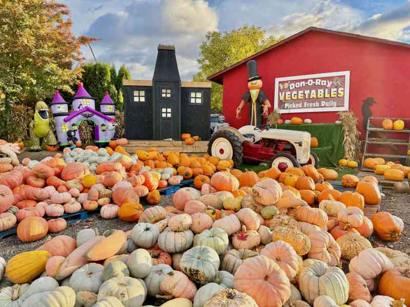 Pumpkin Patch & Carving
