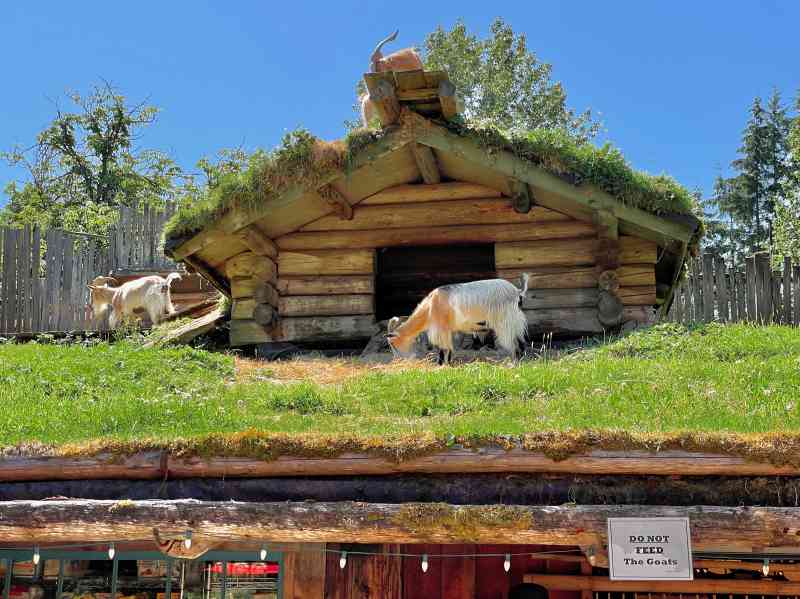 Old Country Market - Goats on Roof Coombs