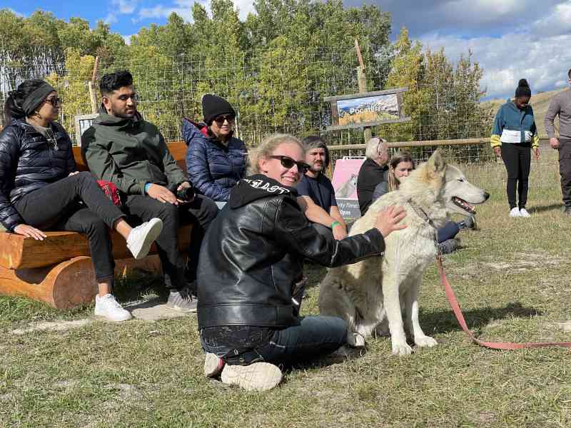 Yamnuska Wolf Dog Sanctuary