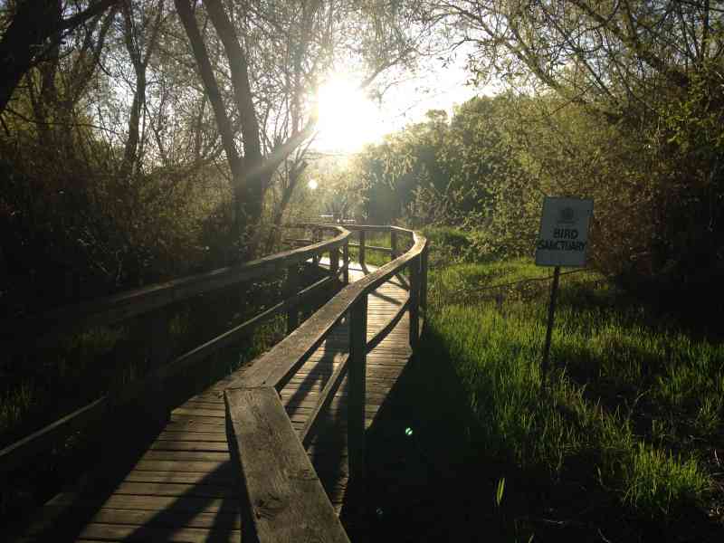 Sibelle Maude-Roxby Wetlands Boardwalk