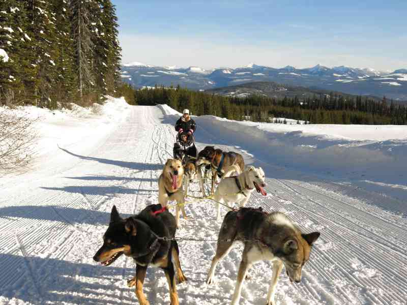 Dog Sledding