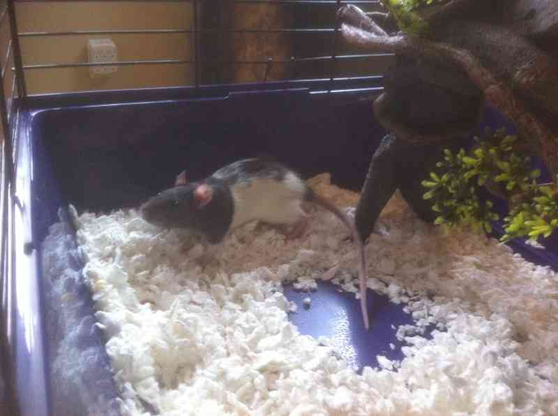 My Rats