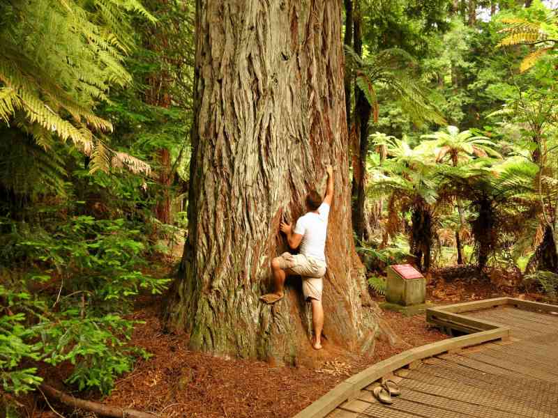 _2014-01-05 11.36-0 - Whakarewarewa Forest (Waitawa Walk)