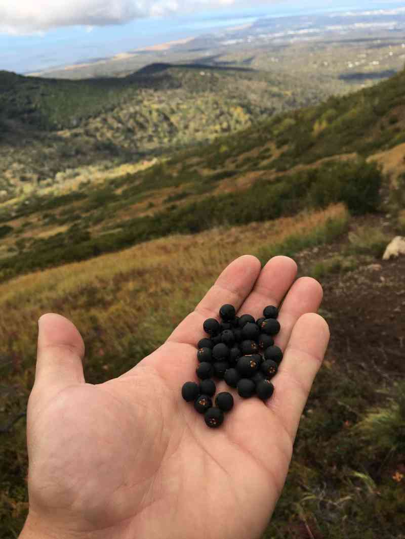 Flattop Mountain Hike
