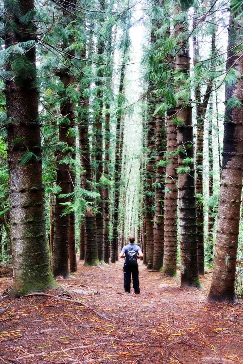 NOUNOU KUAMOO:SLEEPING GIANT TRAIL