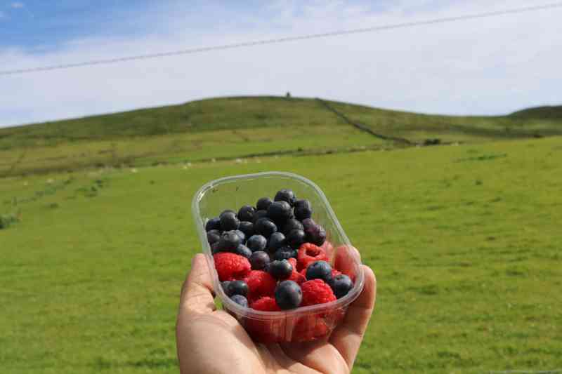 Berries from Dingle