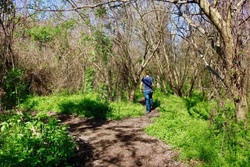 Couturie Forest in City Park
