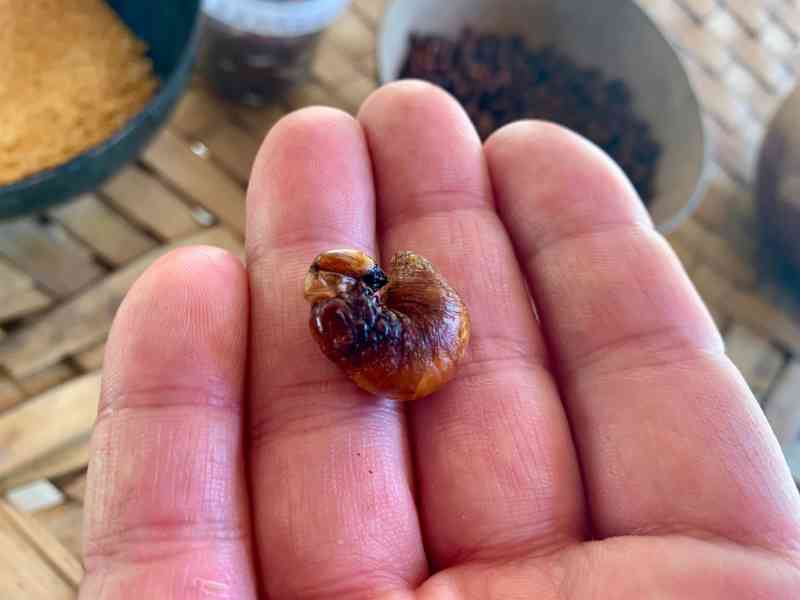 Cipi&aacute; Indigenous Community