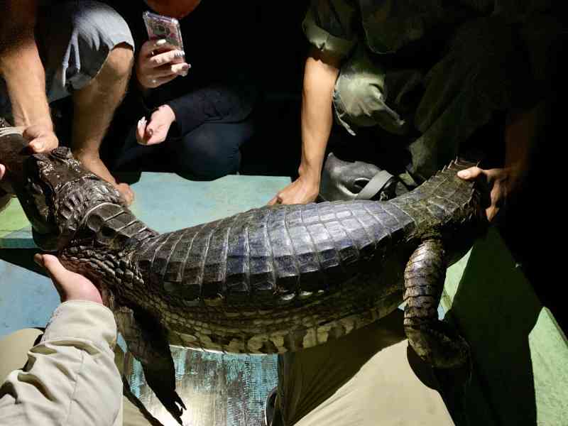 Caiman Spotting on Lago do Ipanema