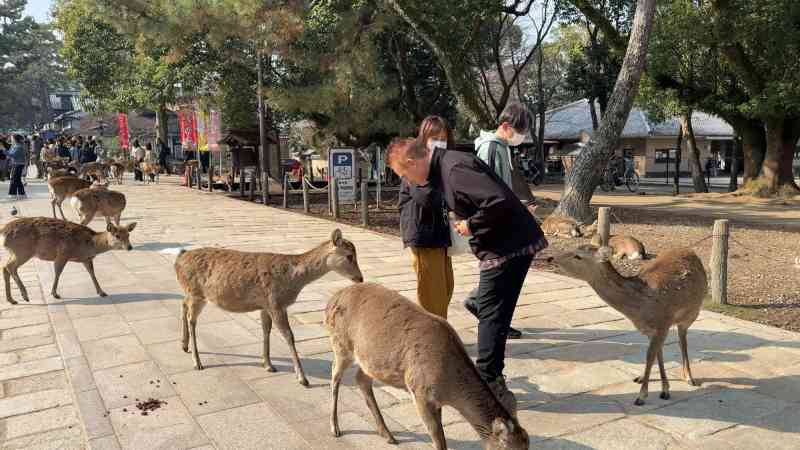 Nara Deer Park-Capture