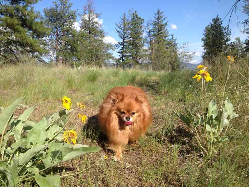 Stephens Coyote Ridge: Light Blue Lake